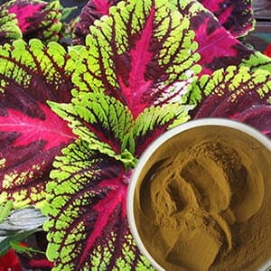 Coleus Forskohlii