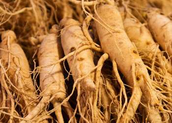 Korean Panax Ginseng