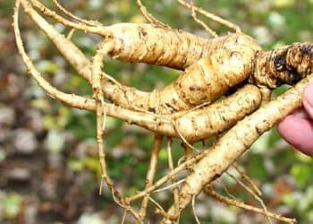 a fresh cropped ginseng root