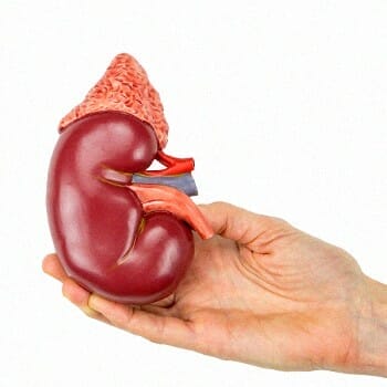 A hand holding a kidney model