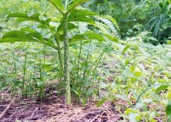 Konjac tree on a forest