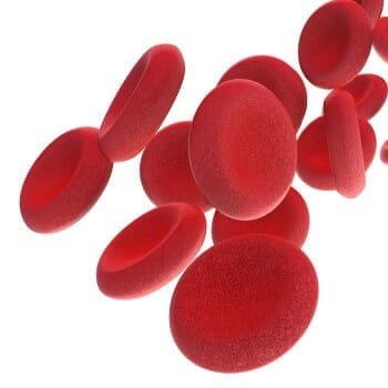 Red blood cells flowing in white background