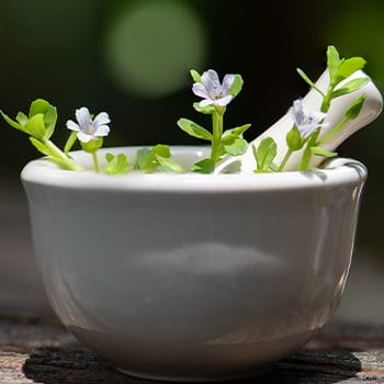 bacopa in a mortar and pestle