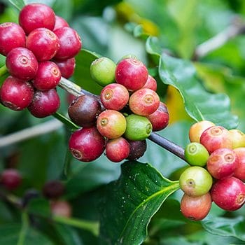 close up image of a coffee plant