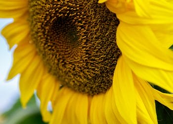 close up image of a sunflower