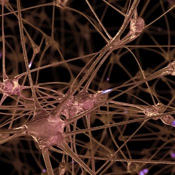vector image of the nervous system