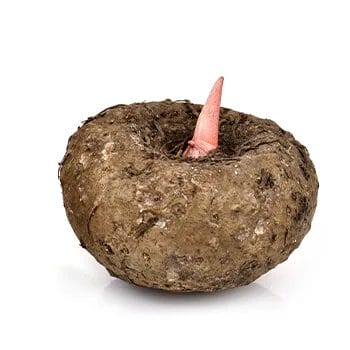 fresh konjac plant