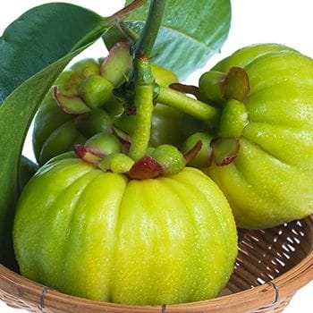 Close up image of Garcinia Cambogia