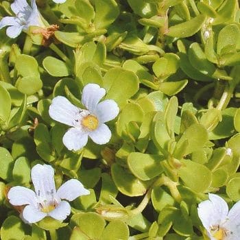 Close up shot of Bacopa Monnieri out in the wild