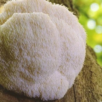 Close up shot of Lion's Mane Mushroom on a tree outside