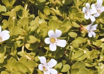 Close up shot of Bacopa Monnieri