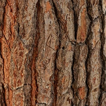 Maritime Pine Bark wood close up texture