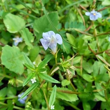 Bacopa Monnieri plants close up image