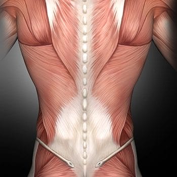 Back muscles anatomy