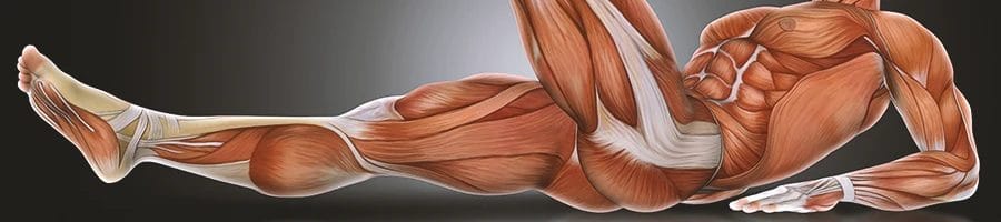 A graphic of the muscles in the body