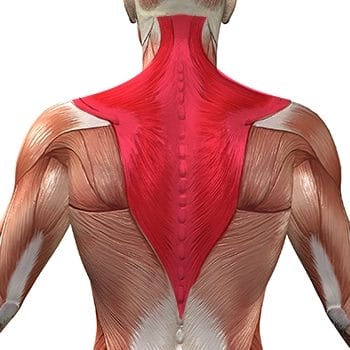 Trapezius muscle marked in human anatomy