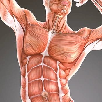 A graphic of the anatomy of pectorals